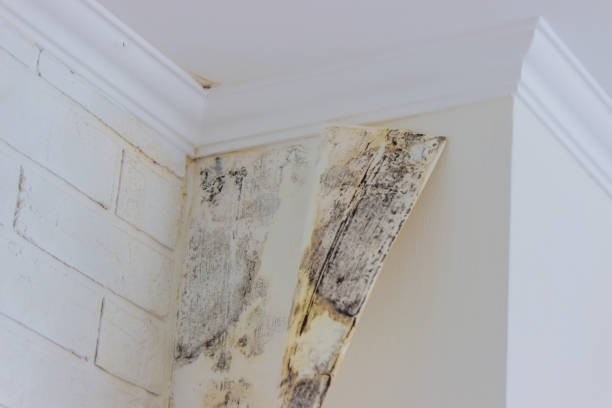 Mold Odor Removal Services in Nolanville, TX